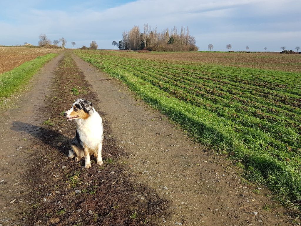 O'all timite pouillette des Caps et Marais d'Opale