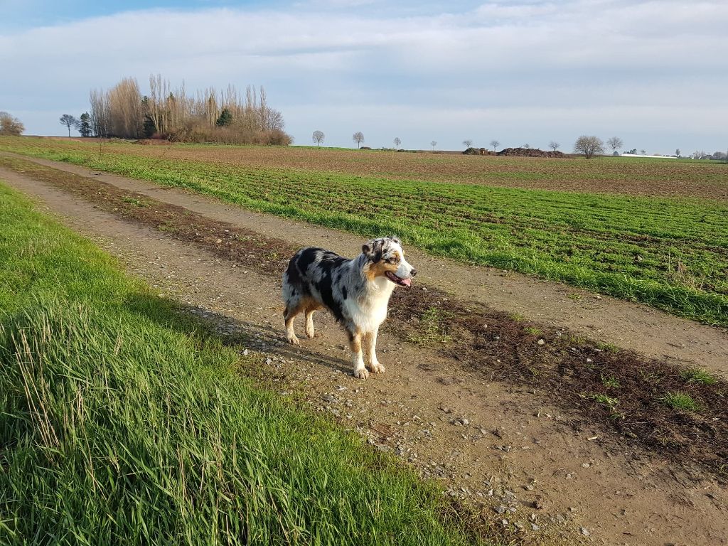 O'all timite pouillette des Caps et Marais d'Opale